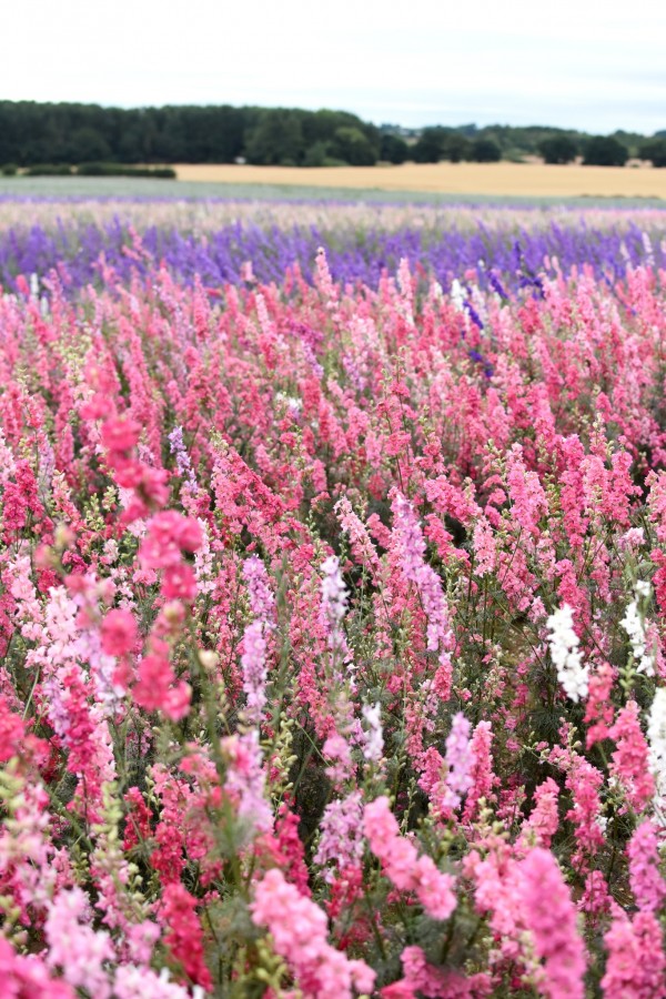 Shropshire Petal Fields
