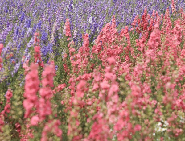 Pick the Petals
