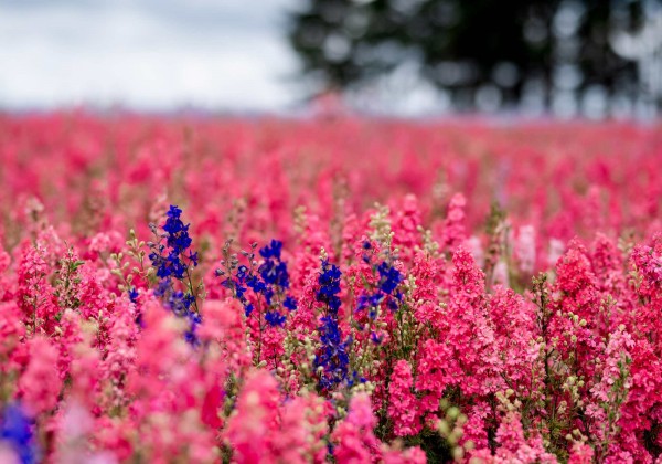 Shropshire Petal Fields
