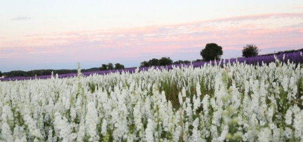 Pop In The Petals: ABBASensation