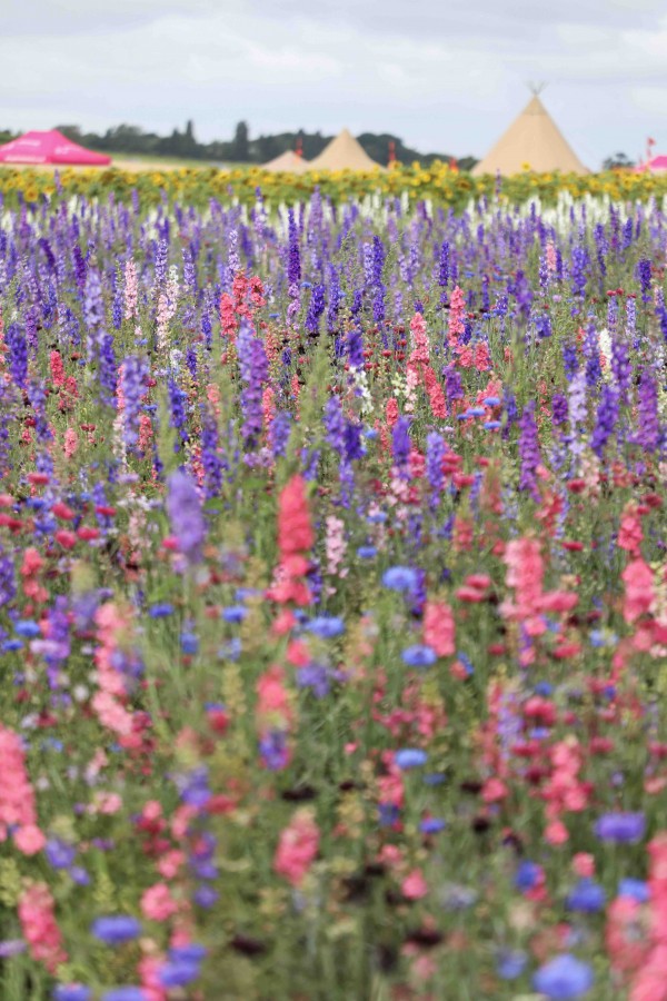 Shropshire Petal Fields Voucher